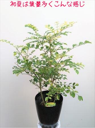 シマトネリコ 希少！◎斑入りシマトネリコ・6号 50◎フイリシマトネリコ！庭木、鉢植え、観葉植物にも！