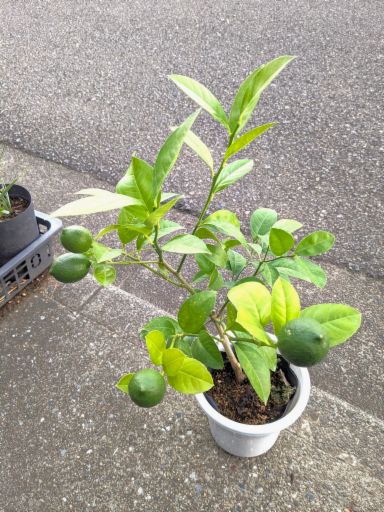 実付き！レモンの木◎リスボン 5号鉢植え◎れもん 苗木◎現品撮影