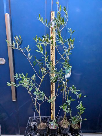 ※整理品4本セット◇9/17撮影 現品♪オリーブ4品種セット◎ タジャスカ ＆ エルグレコ ＆ ネバディロブラン..