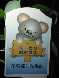 ◇ユーカリ苗木≪マクロカーパ≫マクロカルパ◇常緑樹◇鉢植え観葉植物やリゾート庭木に!本州四国は送料無料!