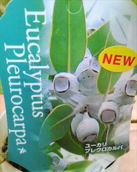 ◇ユーカリ苗木≪プレウロカルパ・3.5号≫◎テトラゴナ◇常緑樹◇鉢植え観葉植物やリゾート庭木に!本州四国は送料無料!