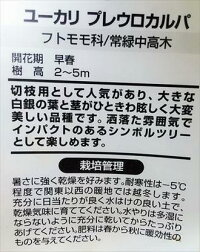 ◇ユーカリ苗木≪プレウロカルパ・3.5号≫◎テトラゴナ◇常緑樹◇鉢植え観葉植物やリゾート庭木に!本州四国は送料無料!