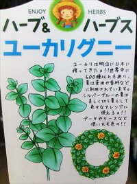 ◇ユーカリ苗木≪ユーカリ・グニー≫◇常緑樹◇観葉植物やリゾート庭木に!本州四国は送料無料!