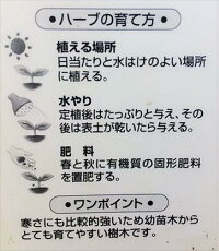 ◇ユーカリ苗木≪ユーカリ・グニー≫◇常緑樹◇観葉植物やリゾート庭木に!本州四国は送料無料!