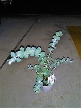 ◇ユーカリ苗木≪ユーカリ・ベビーブルー 3.5号≫◇ベイビーブルー！◇観葉植物や寄せ植え、リゾート庭木に！のサムネイル