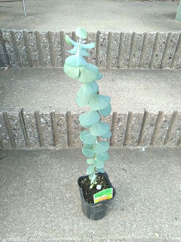 ユーカリ苗木◎≪銀丸葉！≫◎ギンマルバ◎シネレア◎シルバーダラーガム◎Eucalyptus cinerea◎のサムネイル