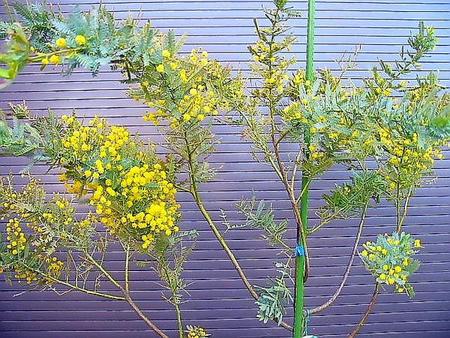 ◎ミモザアカシア◎ギンヨウアカシア・1.8 ◎おまかせ株◎常緑樹◎到着日時指定OK！のサムネイル