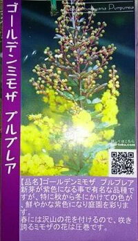 ◎ミモザアカシア◎ギンヨウアカシア◎常緑樹◎本州四国は送料無料!