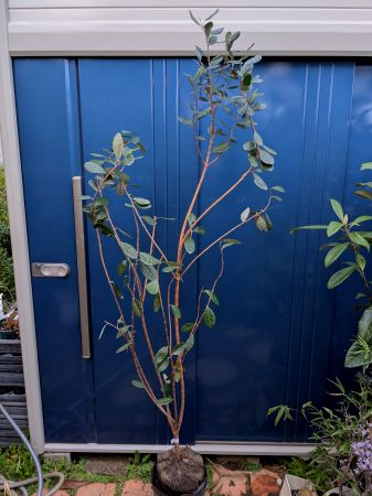 4/4撮影 現品◎フェイジョア◎庭用コモ巻き大苗！※到着日時指定OK！