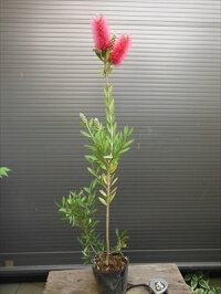 カリステモン◇赤花キンポウジュ≪金宝樹・110≫ブラシノキ苗木◇常緑樹