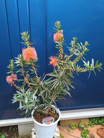 ブラシの木◇キンポウジュ≪金宝樹・ピンクシャンペン！≫カリステモンのサムネイル