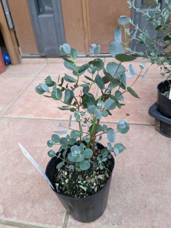 ◎ユーカリ苗木◎ウェブステリアナ 3.5号◎Eucalyptus 'Websteriana'◎本州四国は送料無料！のサムネイル