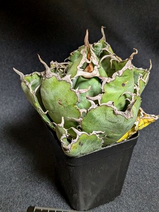 現品◇アガベ・チタノタ オアハカ産オテロイ◎Agave titanota Oaxaca oteroiのサムネイル