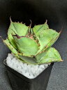 現品!◇アガベ ◇チタノタ 猫爪・ベアルート苗◇Agave titanota wide◇