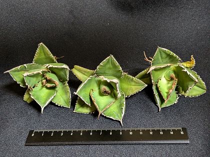 ※同時購入割引あり！◇アガベ・チタノタ シャークソード・鯊魚剣◇ベアルート苗・お任せ株◇Titanota shark sword◇のサムネイル