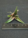 斑入り!現品◇アガベ・チタノタ 白鯨錦◇ベアルート苗◇Titanota howaitohoe-ru 'Variegata'
