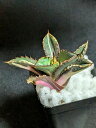 現品!◇アガベ チタノタ 小島白刺錦◇ ベアルート苗◇Titanota kojima variegata◇