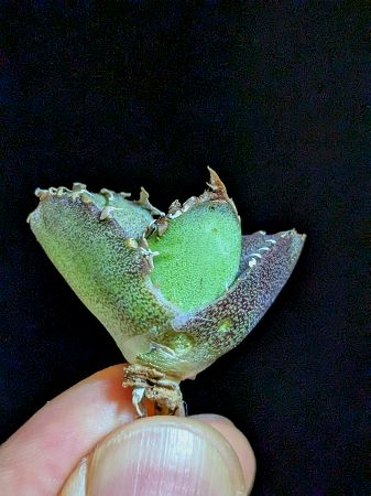 現品！◇アガベ チタノタ 疣猪◇ ベアルート苗◇Titanota warthog ◇