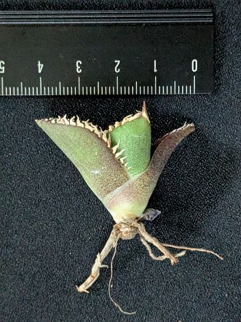 現品！◇アガベ チタノタ 面包蟹（碎鑽）◇ ベアルート苗◇Titanota saisan