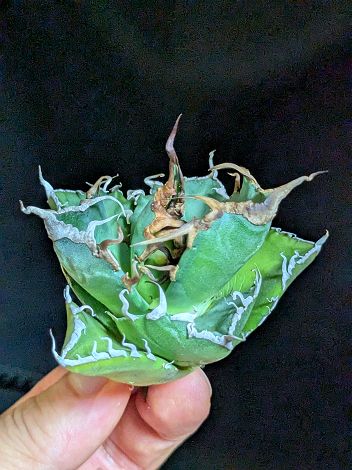 8/27撮影 現品◇アガベ チタノタ 魔竜（魔龍）・ベアルート苗◇Agave Titanota maryuu◇