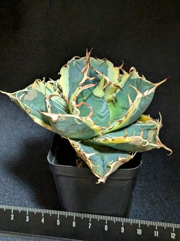 9/6撮影 現品◇アガベ・チタノタ 白鯨錦◇ベアルート苗◇Titanota hakugei 'Variegata'