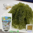 沖縄県産 感謝の海ぶどう 50g×1袋 タレ付 シール付 化粧箱なし ネコポス便送料無料【月間優良ショップ】