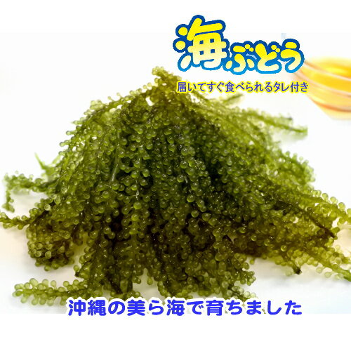 沖縄県産 海ぶどう200g(50g×4袋) 化粧箱なし タレ付 メール便送料無料【クーポン有り！】【月間優良ショップ】