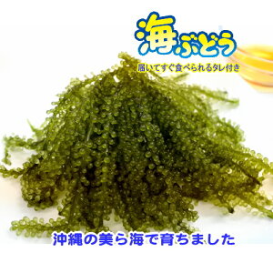 沖縄県産 海ぶどう200g(50g×4袋) 化粧箱なし タレ付 メール便送料無料【クーポン有り！】【月間優良ショップ】