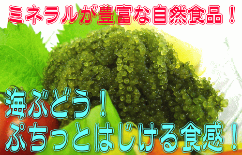 メール便送料無料・代引不可 沖縄県産 海ぶどう 50g×2箱 メック・インターナショナル【smtb-MS】【RCP】　【沖縄 土産 沖縄土産 沖縄お土産】【月間優良ショップ】