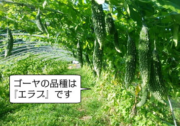 \24%OFF!期間限定/\健康フェア―10%OFFクーポン 11日01:59まで/【 ゴーヤ 粉末100g 4袋セット 】8,800円相当 ゴーヤ ゴーヤ— パウダー 無添加 農薬不使用 にがうり ビタミンC エラブ 健康 長寿 工場直売 熊本県 送料無料 ネコポス