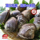 苫小牧産　活ほっき貝　大　約2.2kg（5〜6個）【送料無料】