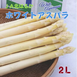 JA北はるか　ホワイトアスパラ　2L　1．5kg 【送料無料】