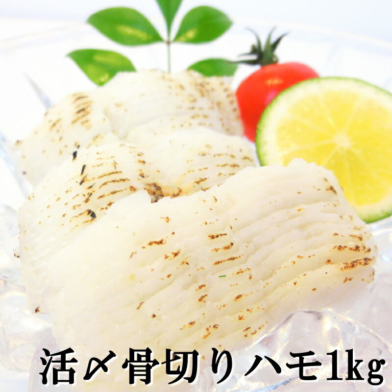 活け〆 鱧 (はも) 1kg 骨切り処理済【鱧 ハモ はも すしネタ 鱧しゃぶ 湯引き 吸い物 お寿司】【冷凍】・骨切りハモ・