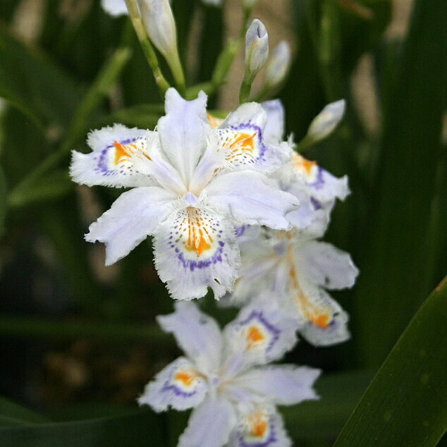 【山野草】シャガ