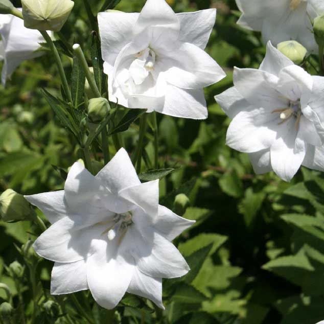 【山野草】白花八重咲キキョウ