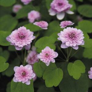濃色八重梅花カラマツ