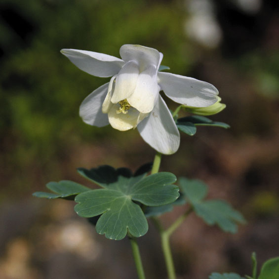 白花深山オダマキ　2.5号ポット植え《今季開花終了》