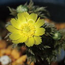 【山野草】福寿草「大和」 【山野草】福寿草「大和」