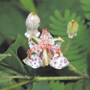 【山野草 2021年夏〜開花見込み】ヤマホトトギス 3号(9...