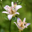 【山野草 2021年夏〜開花見込み】ホトトギス「沙霧」 3号...