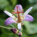 【山野草 2021年夏〜開花見込み】ホトトギス「虹」 3号(...