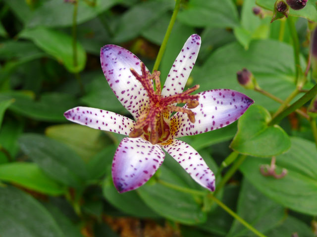 【山野草　2025年夏〜開花見込み】ホトトギス「青峰」　3号(9cm)ポットのサムネイル