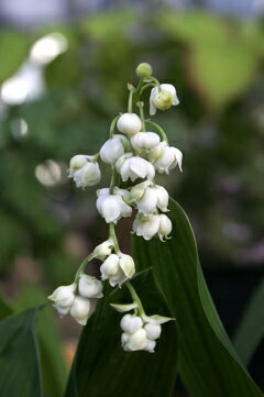 【山野草】八重咲ドイツスズラン 2022年春開花見込み お得な5株セット　9cmポット植えのサムネイル