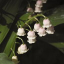 《人気商品》ピンクドイツスズラン 2021年春開花見込み 5...