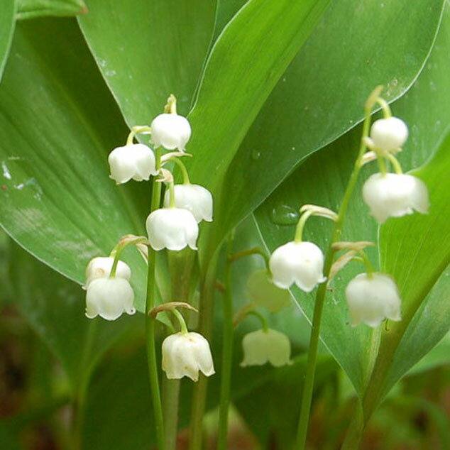 《山野草》花芽未確認　日本スズランのサムネイル