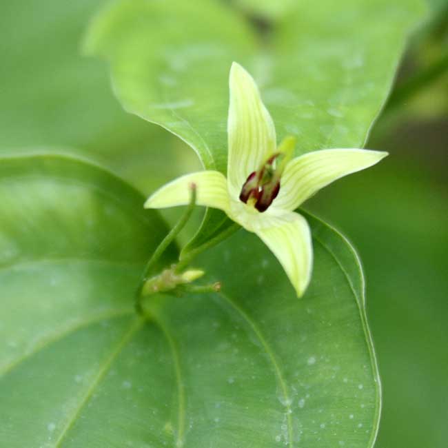 【山野草】利休草