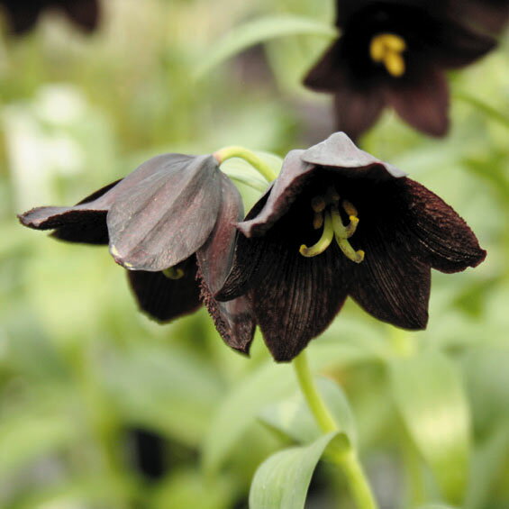 百合 ユリ の花言葉 黒百合が怖い意味を持つって本当 色別の意味をご紹介 暮らし の
