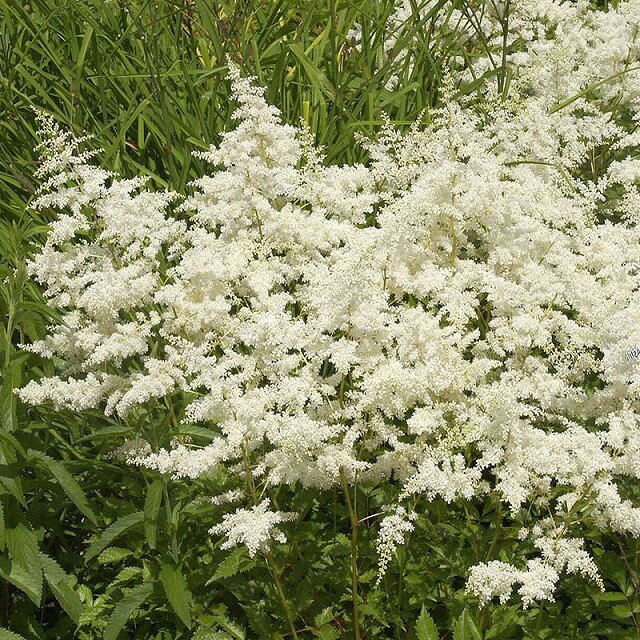 【仮植え苗】アスチルベ「ブラウツシュレア」5号(15cm)ポット植えのサムネイル