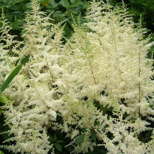 【仮植え苗】アスチルベ「ディアマント」5号(15cm)ポット植えのサムネイル