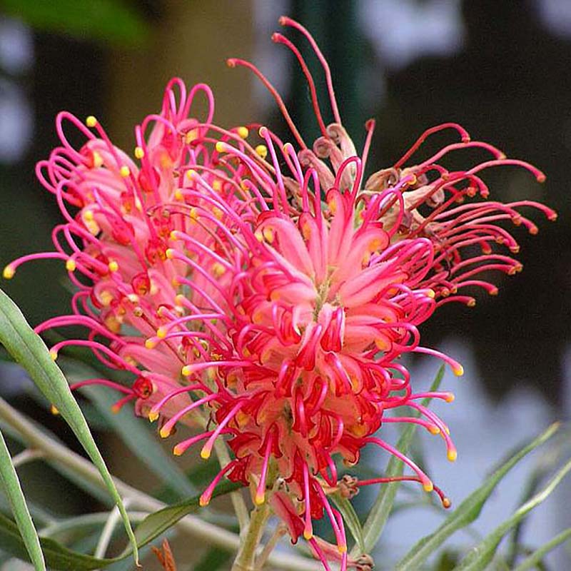 グレビレア・バンクシー・フォーステリー　7号ポットのサムネイル